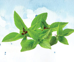 Thai Basil