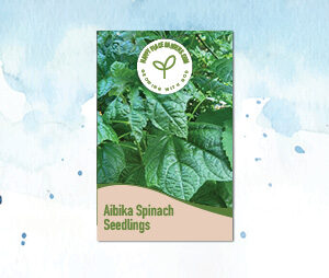 Aibika Spinach Seedlings